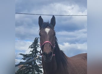 Lusitanien Croisé, Jument, 4 Ans, 157 cm, Bai