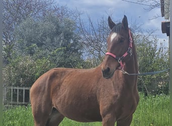 Lusitanien Croisé, Jument, 4 Ans, 157 cm, Bai