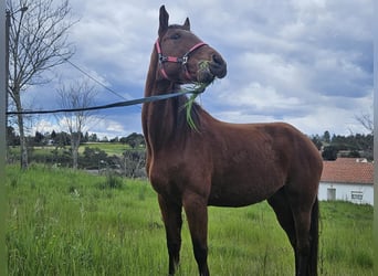 Lusitanien Croisé, Jument, 4 Ans, 157 cm, Bai