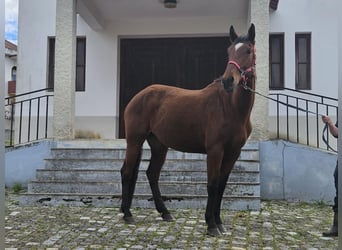 Lusitanien Croisé, Jument, 4 Ans, 157 cm, Bai