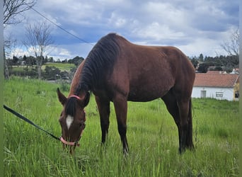 Lusitanien Croisé, Jument, 4 Ans, 157 cm, Bai