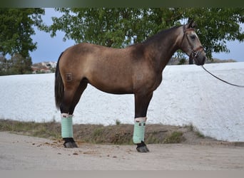 Lusitanien, Jument, 4 Ans, 158 cm
