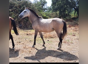 Lusitanien, Jument, 4 Ans, 158 cm, Isabelle