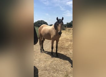 Lusitanien, Jument, 4 Ans, 158 cm, Isabelle