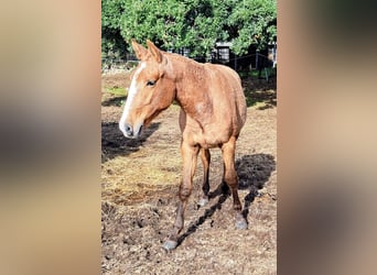 Lusitanien, Jument, 4 Ans, 158 cm, Isabelle