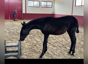 Lusitanien, Jument, 4 Ans, 158 cm, Isabelle