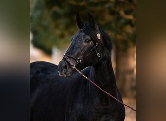 Lusitanien, Jument, 4 Ans, 159 cm, Gris