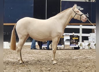Lusitanien, Jument, 4 Ans, 159 cm, Perle