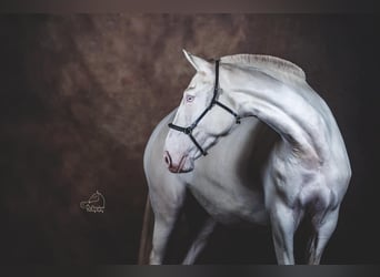 Lusitanien, Jument, 4 Ans, 159 cm, Perle