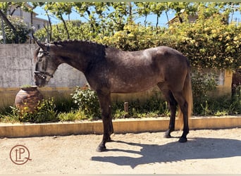 Lusitanien, Jument, 4 Ans, 160 cm, Gris noir