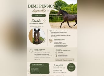 Lusitanien, Jument, 4 Ans, 162 cm, Bai