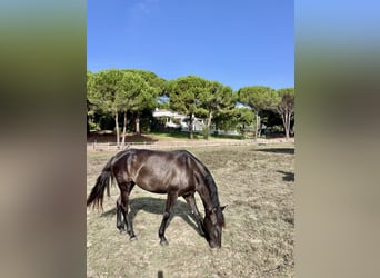 Lusitanien, Jument, 4 Ans, 162 cm, Noir