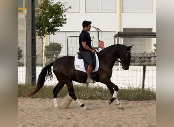 Lusitanien, Jument, 4 Ans, 162 cm, Noir
