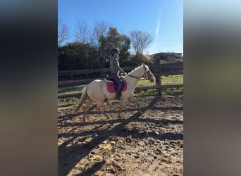 Lusitanien, Jument, 4 Ans, 162 cm, Perlino