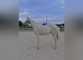 Lusitanien, Jument, 4 Ans, 162 cm, Perlino
