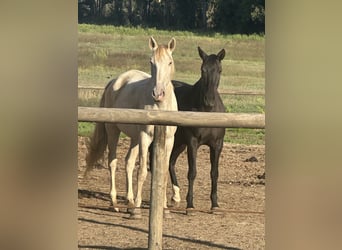 Lusitanien, Jument, 4 Ans, 165 cm, Cremello