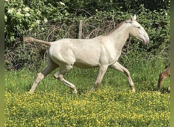 Lusitanien, Jument, 4 Ans, 165 cm, Perlino