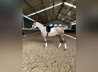 Lusitanien, Jument, 4 Ans, 167 cm, Gris