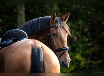 Lusitanien, Jument, 4 Ans, 168 cm, Bai