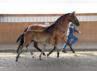 Lusitanien, Jument, 4 Ans, 168 cm, Bai