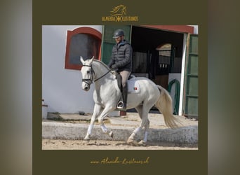 Lusitanien, Jument, 4 Ans, Gris
