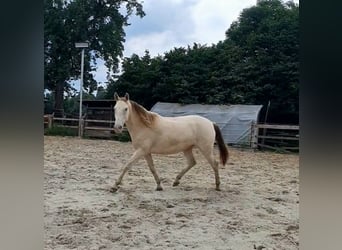 Lusitanien Croisé, Jument, 5 Ans, 147 cm, Champagne