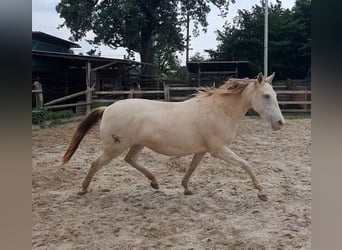 Lusitanien Croisé, Jument, 5 Ans, 147 cm, Champagne