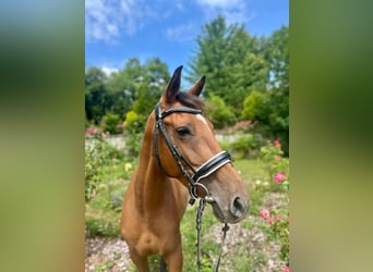 Lusitanien Croisé, Jument, 5 Ans, 155 cm, Bai