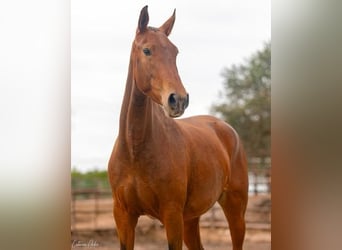 Lusitanien, Jument, 5 Ans, 155 cm, Bai clair