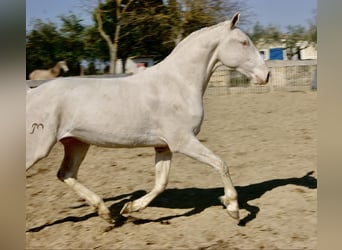 Lusitanien, Jument, 5 Ans, 155 cm, Cremello