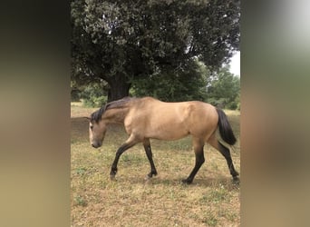 Lusitanien, Jument, 5 Ans, 156 cm, Isabelle