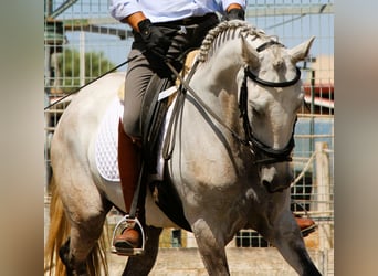 Lusitanien, Jument, 5 Ans, 158 cm, Aubère