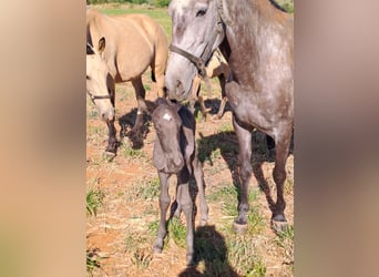 Lusitanien, Jument, 5 Ans, 160 cm, Peut devenir gris