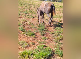 Lusitanien, Jument, 5 Ans, 160 cm, Peut devenir gris