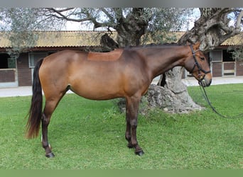 Lusitanien, Jument, 5 Ans, 161 cm, Bai