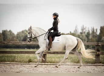 Lusitanien, Jument, 5 Ans, 161 cm, Gris