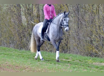 Lusitanien, Jument, 5 Ans, 161 cm, Gris