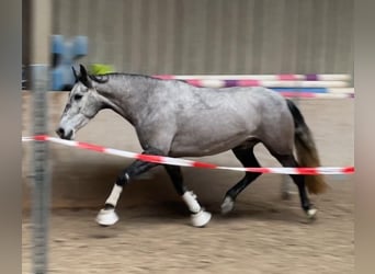 Lusitanien, Jument, 5 Ans, 161 cm, Gris pommelé