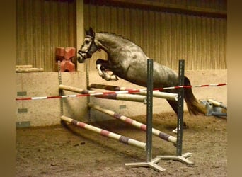 Lusitanien, Jument, 5 Ans, 162 cm, Gris noir