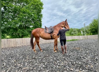 Lusitanien Croisé, Jument, 5 Ans, 164 cm, Alezan cuivré