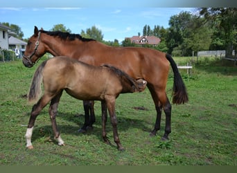 Lusitanien, Jument, 5 Ans, 165 cm, Bai