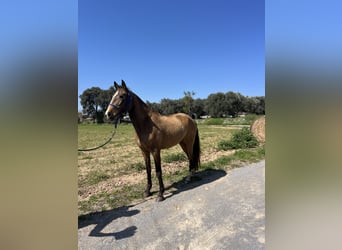 Lusitanien, Jument, 5 Ans, 167 cm, Isabelle