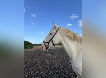 Lusitanien, Jument, 5 Ans, 168 cm, Cremello
