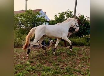 Lusitanien, Jument, 5 Ans, 168 cm, Cremello