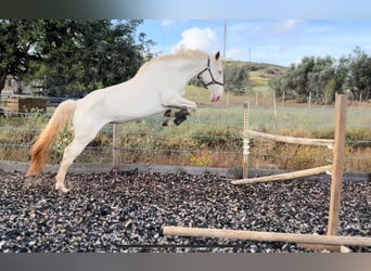 Lusitanien, Jument, 5 Ans, 168 cm, Cremello