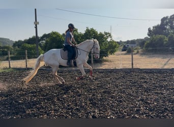 Lusitanien, Jument, 5 Ans, 168 cm, Cremello