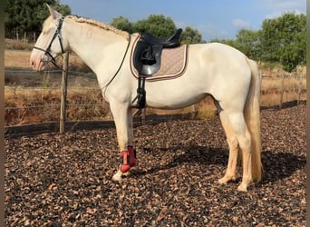 Lusitanien, Jument, 5 Ans, 168 cm, Cremello