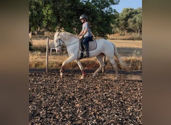 Lusitanien, Jument, 5 Ans, 168 cm, Cremello