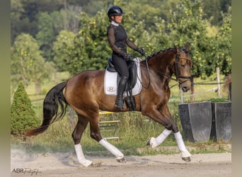 Lusitanien, Jument, 5 Ans, 170 cm, Buckskin