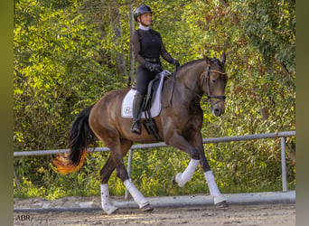 Lusitanien, Jument, 5 Ans, 170 cm, Buckskin